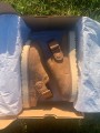 UGG Mules